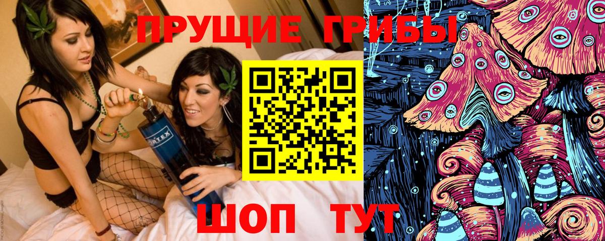 Псилоцибиновые грибы Psilocybine cubensis Северск